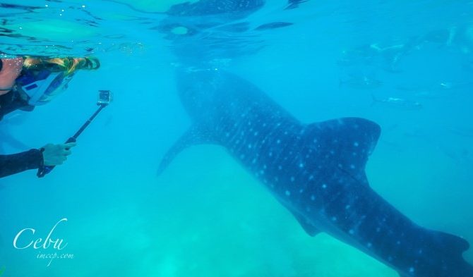 菲律賓宿霧｜去歐斯陸Oslob看鯨鯊心得&重要8件注意事項