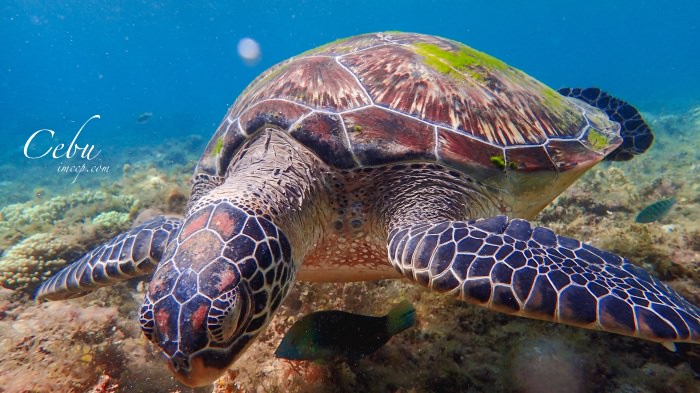 菲律賓杜馬蓋地｜潛水必去阿波島Apo Island找海龜游泳！超療癒和海龜的初次見面
