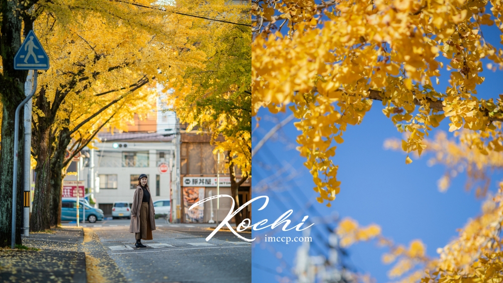日本銀杏季節景點》11月來高知散步吧 「沒人」才是最好拍關鍵