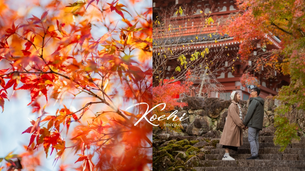 日本高知楓葉景點竹林寺。五台山的清幽無人秘境