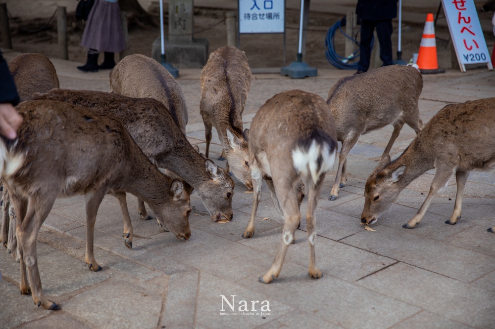 日本奈良,奈良鹿,奈良公園,東大寺,奈良交通